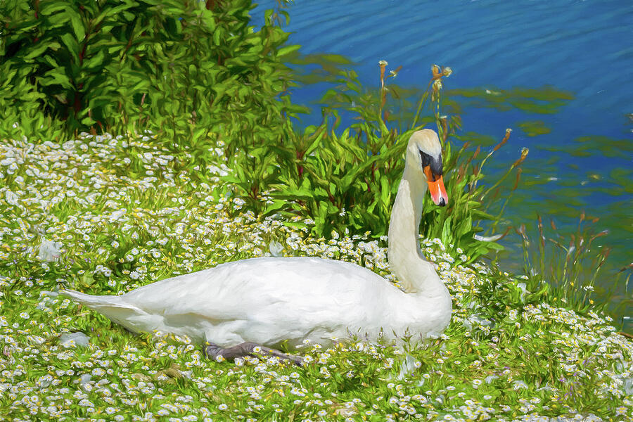 Painted Swan Photograph by Tanya C Smith