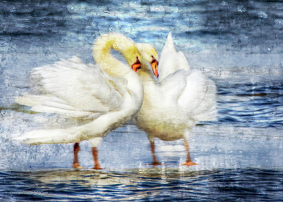Painted Swans Photograph
