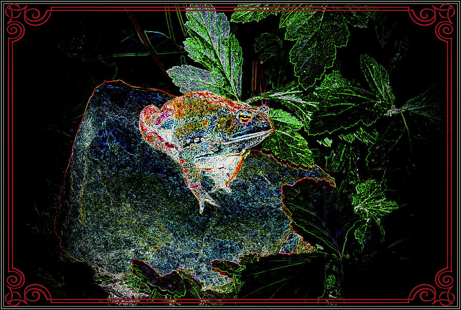 Painted Toad Mixed Media