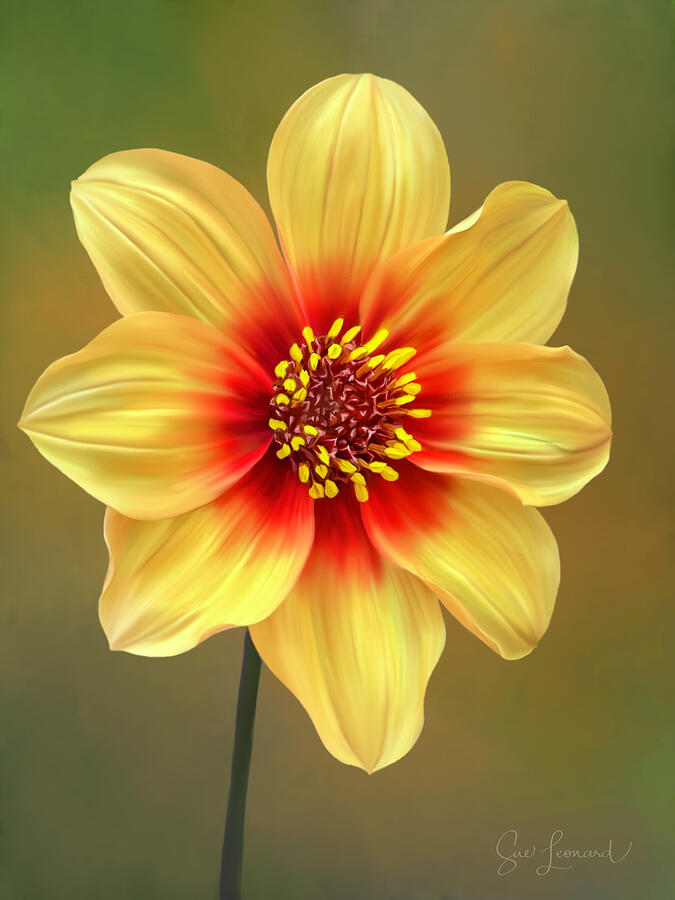 Painted Tree Dahlia Photograph by Sue Leonard Painted Tree Dahlia Photograph by Sue Leonard