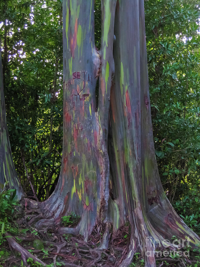 Painted Tree Photograph by Suzanne Luft