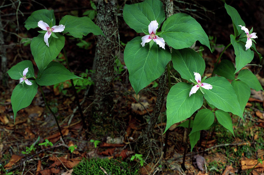 Painted Trilliums On Blue Mountain Photograph by Irwin Barrett