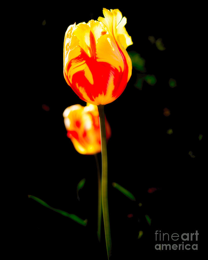 Painted Tulip 2 Photograph by Elijah Rael