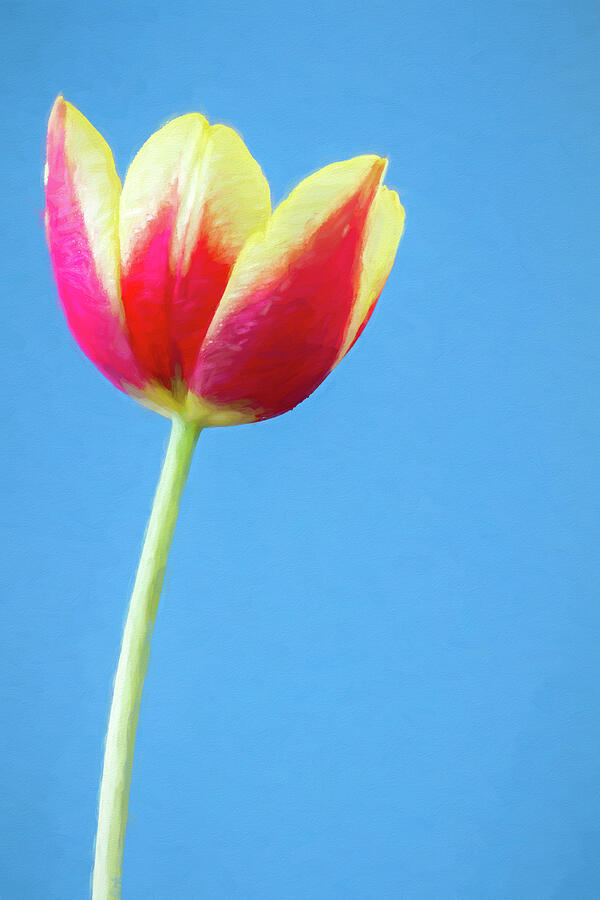 Painted Tulip On Blue 1 Digital Art by Tanya C Smith
