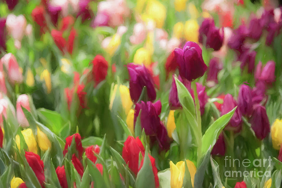 Painted Tulips Photograph by Lorraine Cosgrove