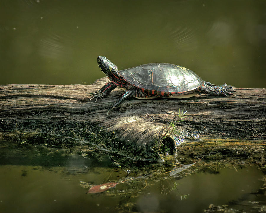 Painted Turtle Basking On Log Photograph by Dennis Lundell