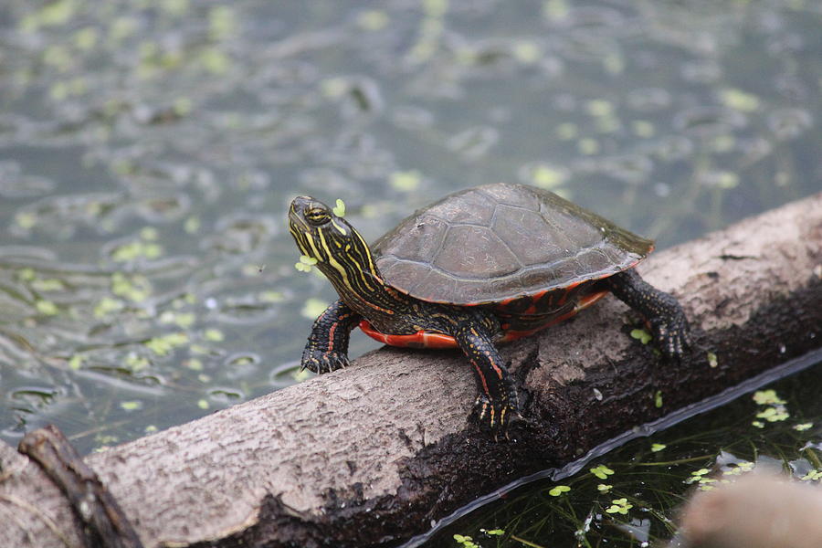 Painted Turtle Photograph - Painted Turtle by Callen Harty Painted Turtle Photograph - Painted Turtle by Callen Harty