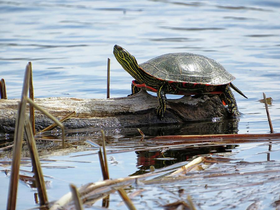 Painted Turtle Photograph by Connor Beekman