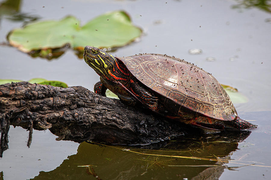 Painted Turtle Photograph by Dale Kincaid