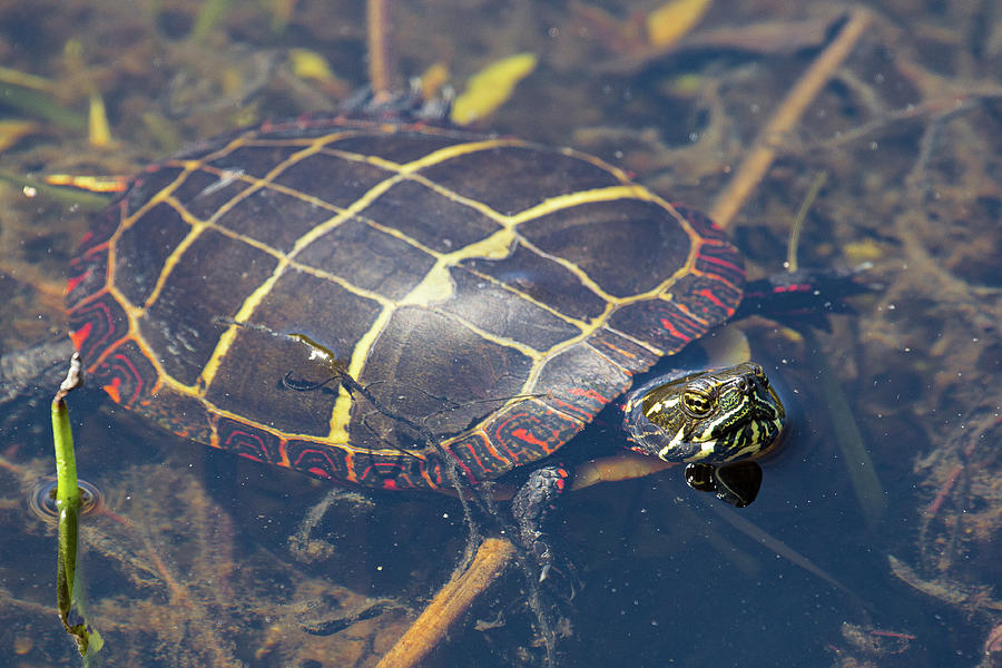 Painted Turtle Photograph by Denise Kopko