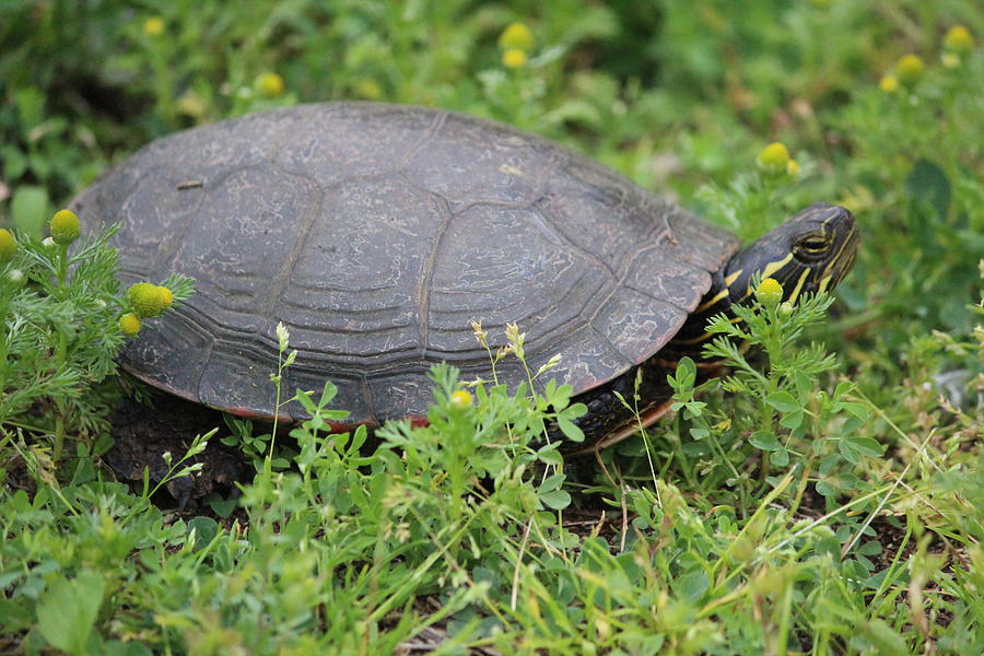 Painted Turtle in the Grass Photograph by Callen Harty