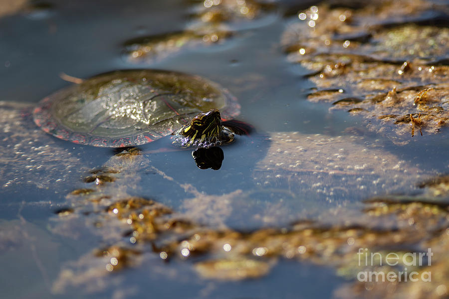 Painted Turtle Photograph by JT Lewis