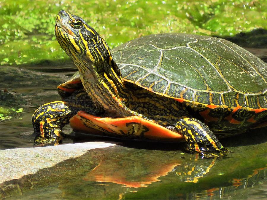 Painted Turtle Photograph by Lori Frisch - Fine Art America