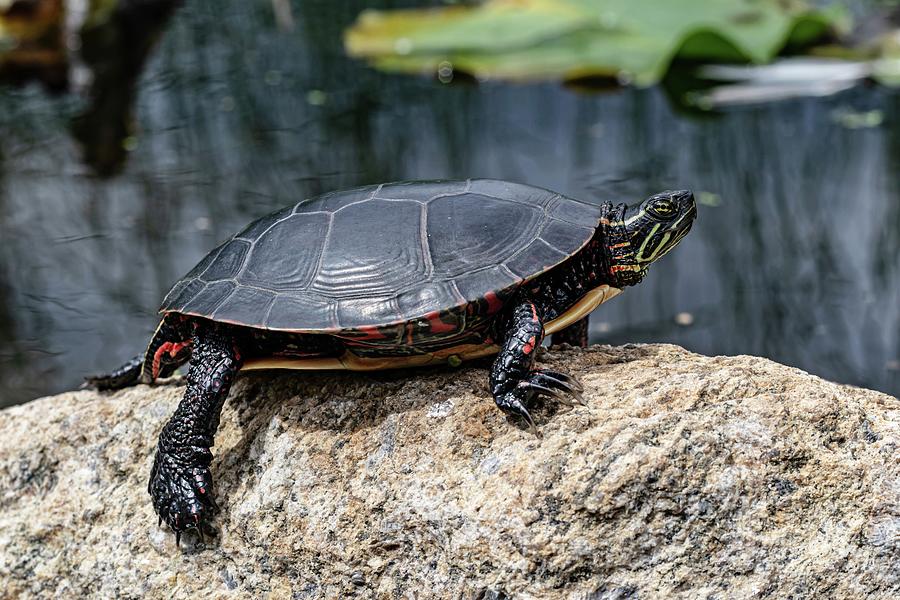 Painted Turtle Photograph