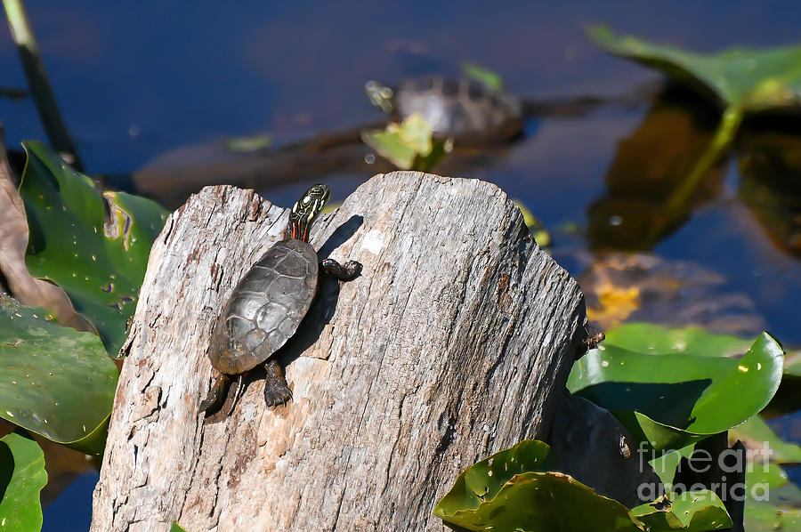 Painted Turtle on the Climb Photograph by Kerri Farley