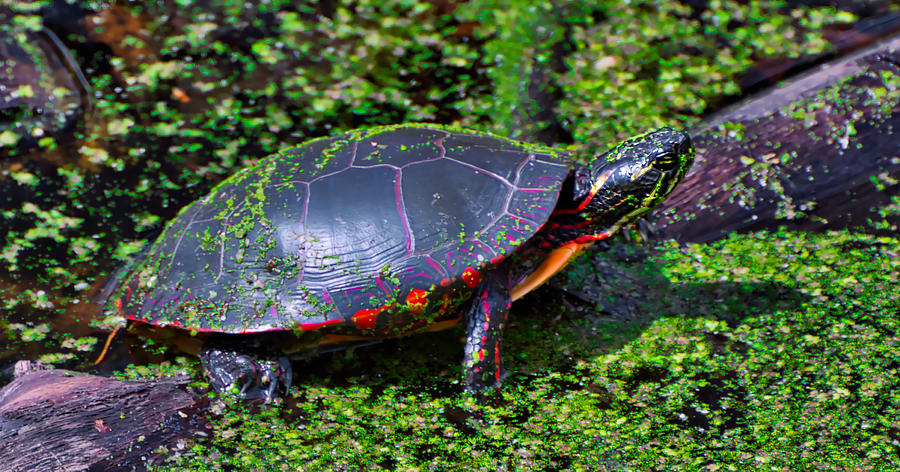 Painted Turtle Mixed Media