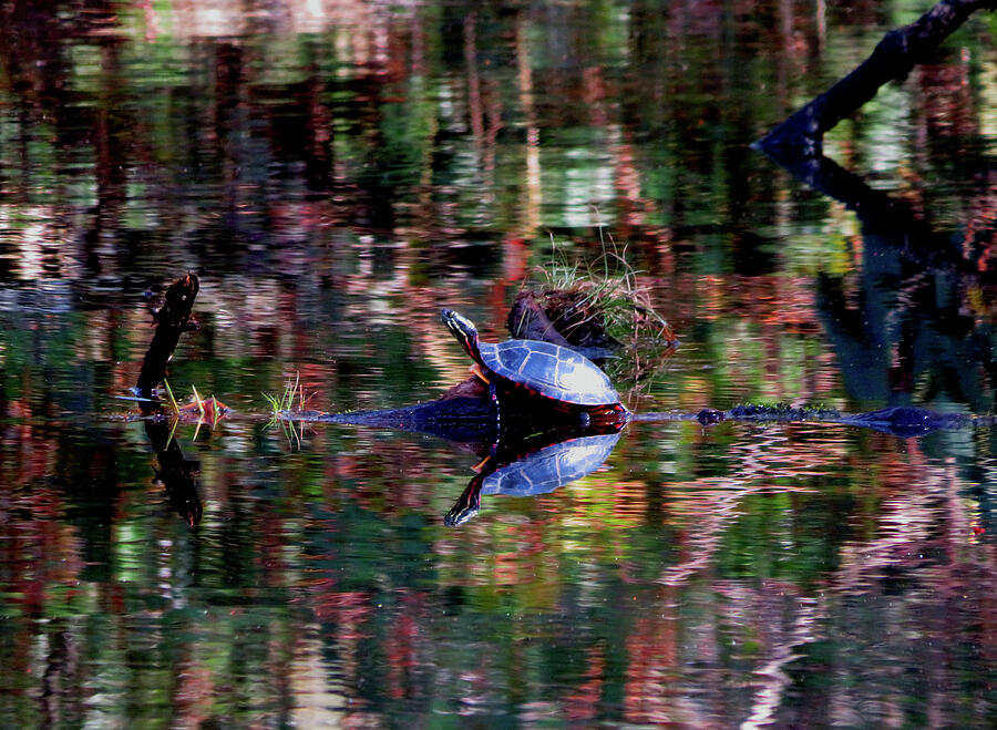 Painted Turtle Pond Photograph