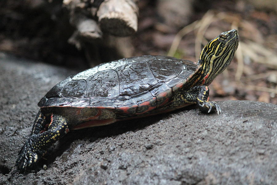 Painted Turtle Portrait, Mississippi River Museum Photograph by Callen Harty