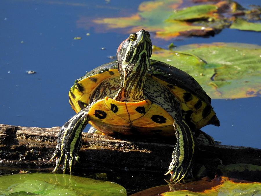 Painted turtle resting on a floating log Photograph by Bernardo Guzman ...