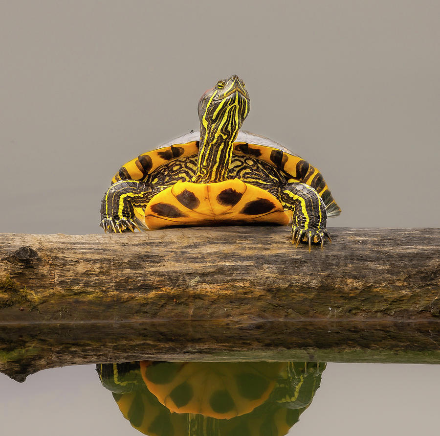 Painted Turtle Stare-Down Photograph by Mark Mille