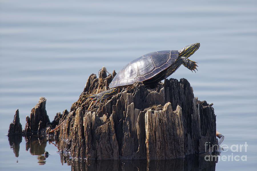 Painted Turtle Stump Photograph by Natural Focal Point Photography