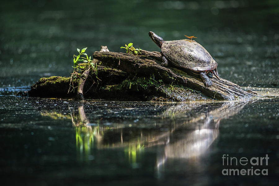 Painted Turtle Sunning - Mt. St Francis Wildlife Sanctuary  Photograph by Gary Whitton