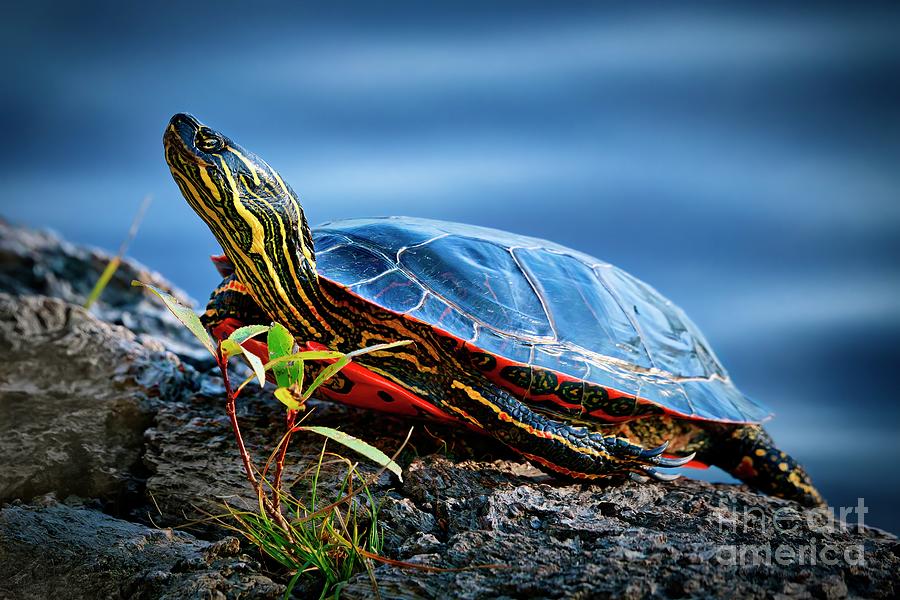 Painted Turtle Photograph by Thomas Nay