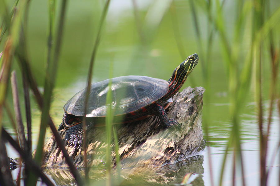 Painted Turtle, Tiedeman's Pond Photograph By Callen Harty - Fine Art 