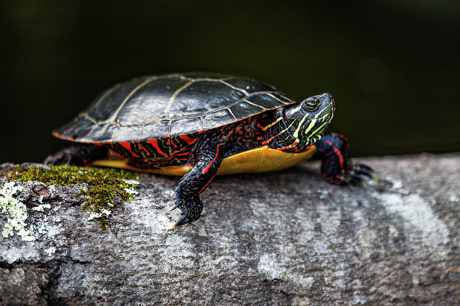 Painted Turtle Photograph by Tim Kirchoff