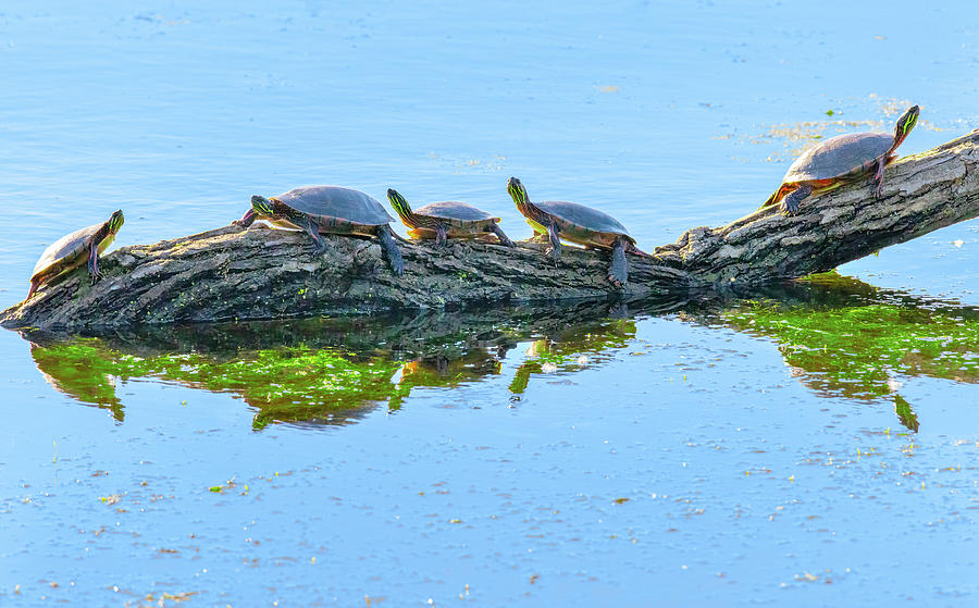 Painted turtles chillin' on a log Photograph by James Brey | Fine Art ...