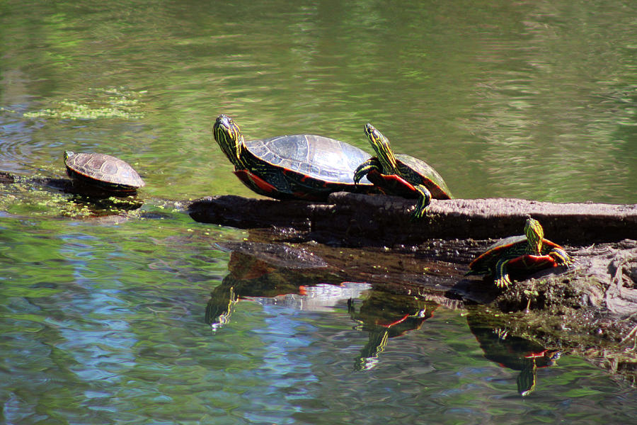 Painted Turtles Photograph