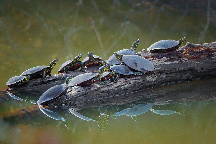 Painted Turtles on a Log Photograph by Nikolyn McDonald