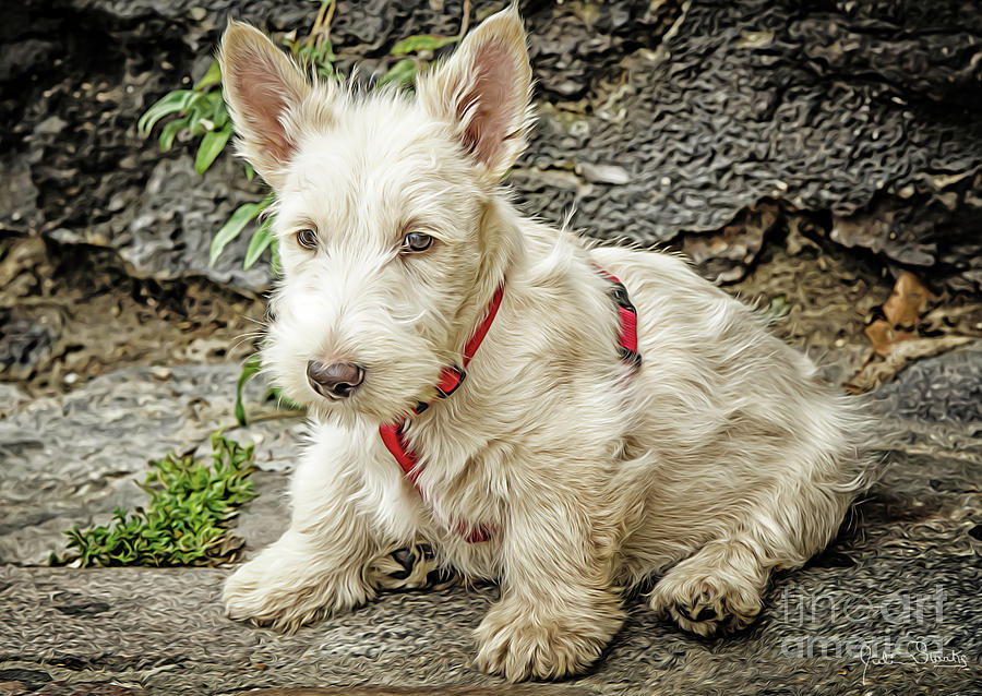 Painted  West Highland Terrier Photograph by Julian Starks