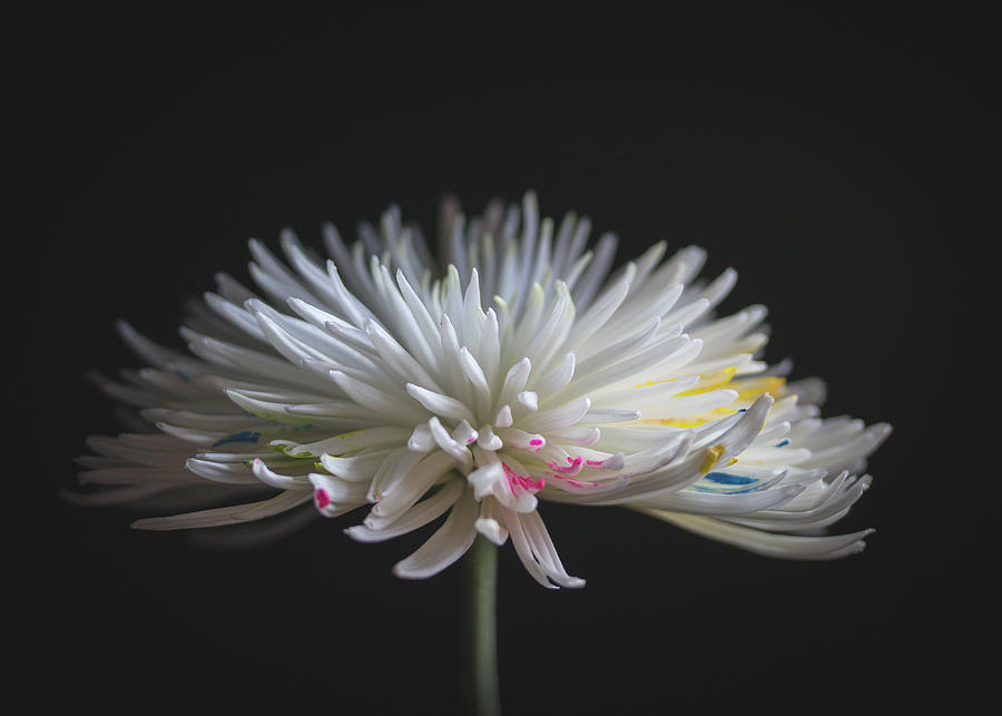 Painted White Flower on Black Background Photograph by Joni Eskridge