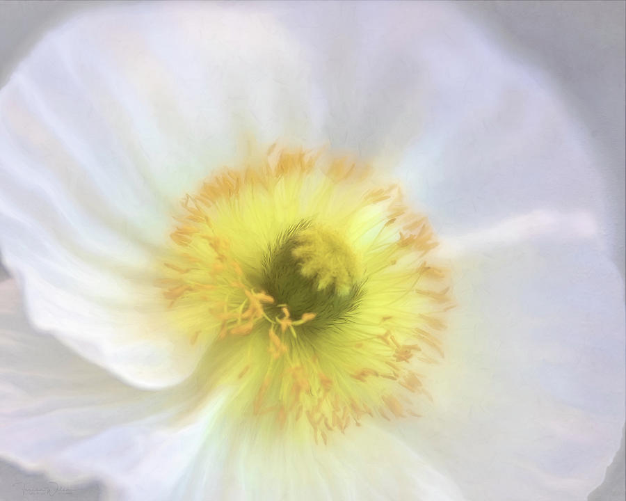 Painted White Poppy Digital Art by Teresa Wilson