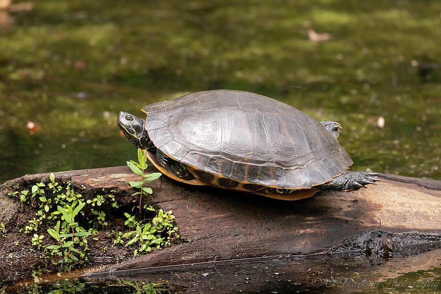 Painted Yoga Turtle Photograph by Haviland Photography - Fine Art America