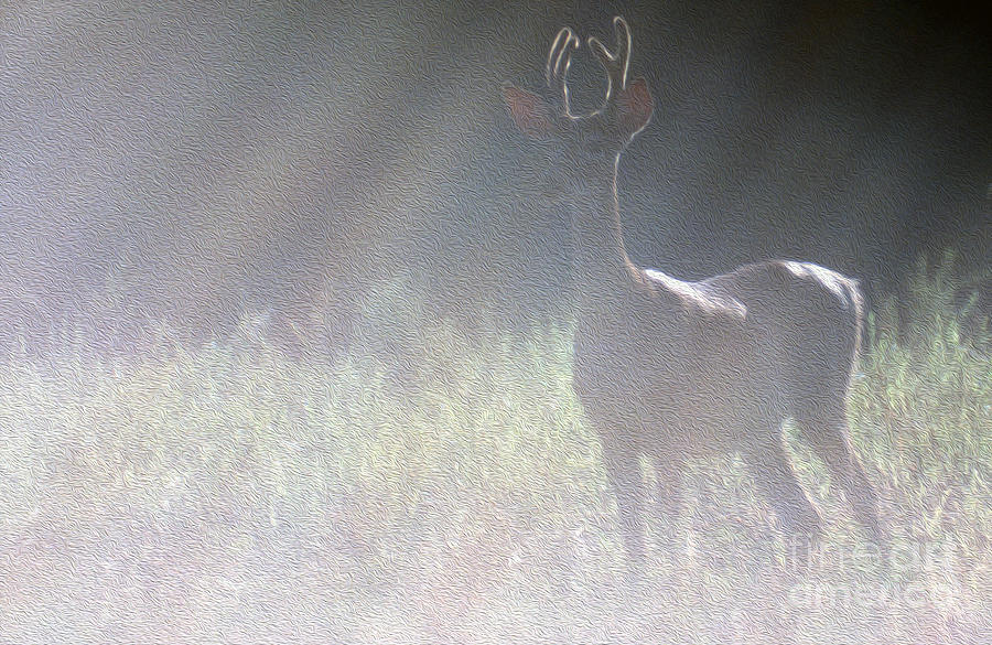 Painted Young Buck Photograph