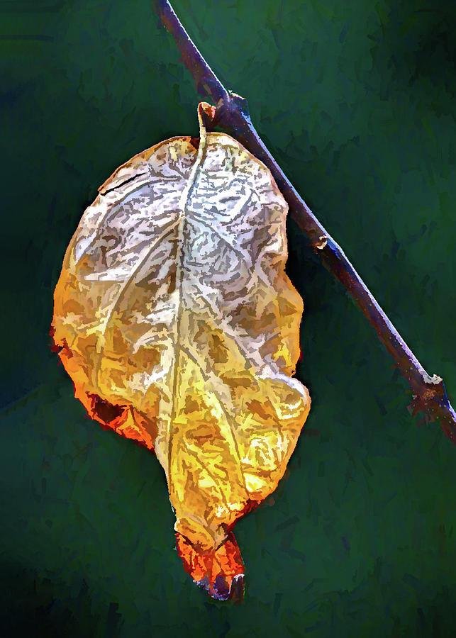 Painterly Autumn Leaf In Transition Photograph by Gary Slawsky