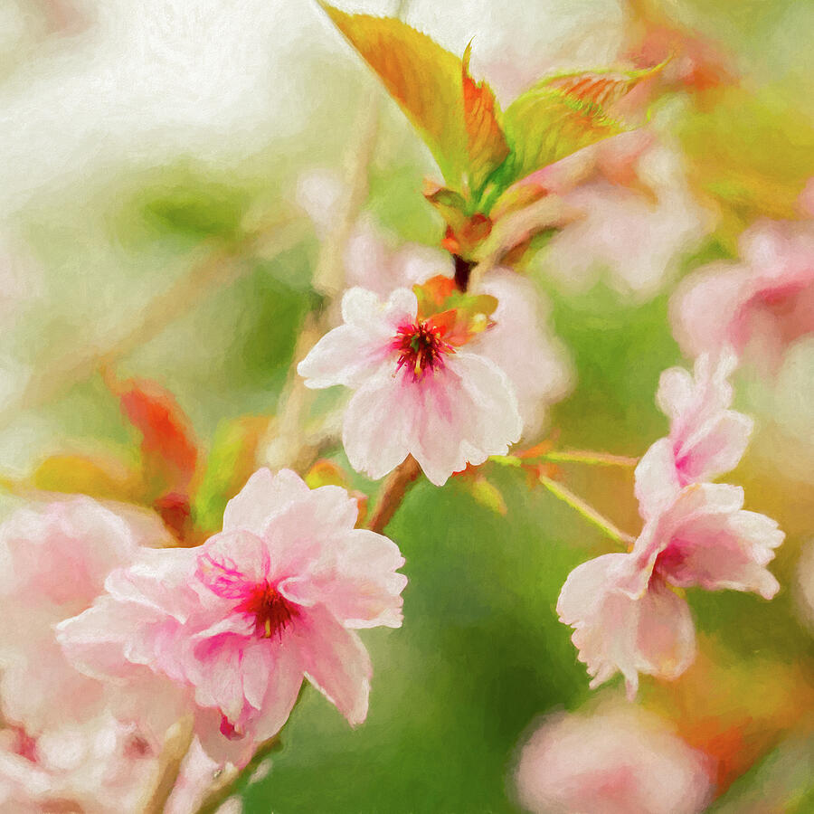 Painterly Cherry Blossoms Mixed Media by Tanya C Smith
