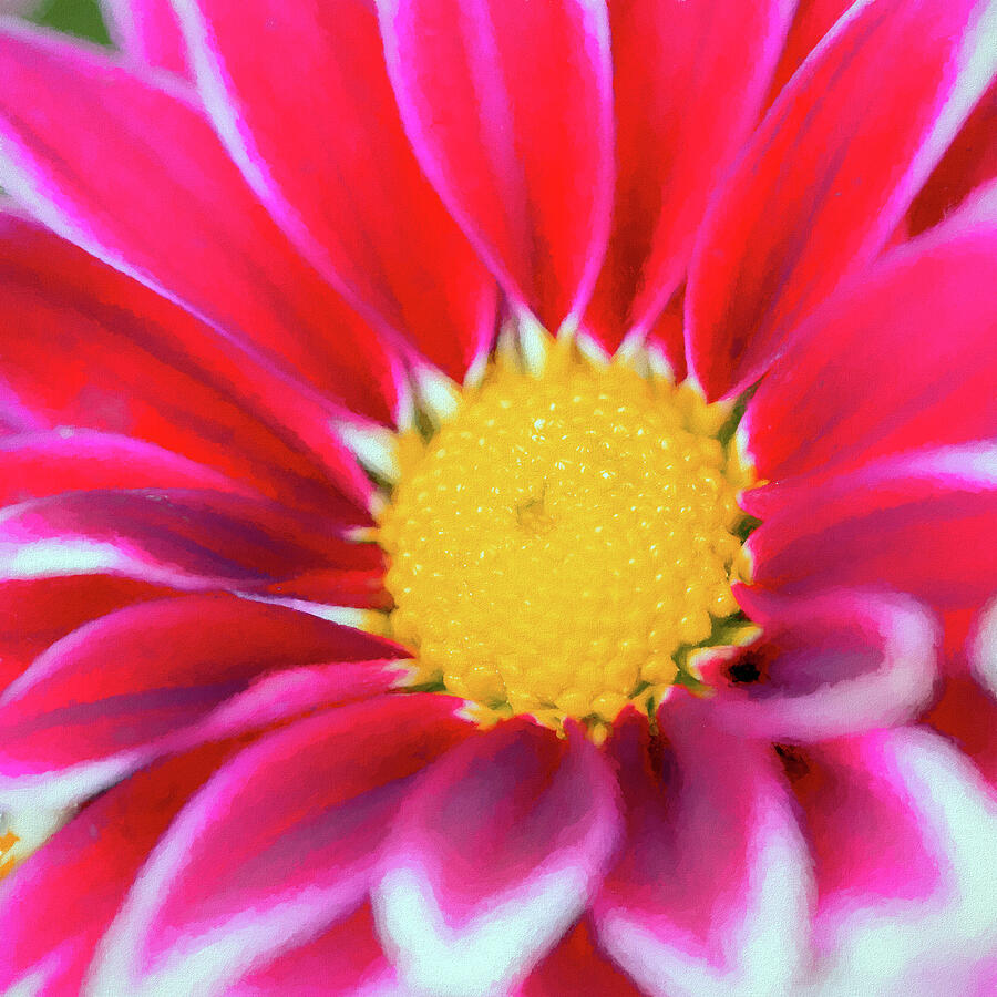 Painterly Chrysanthemum Digital Art by Tanya C Smith