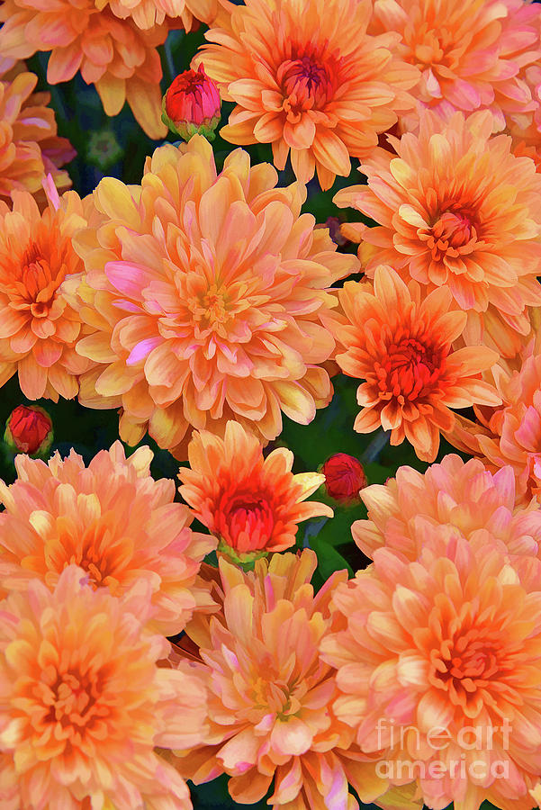 Painterly Chrysanthemums In Peach And Orange Photograph