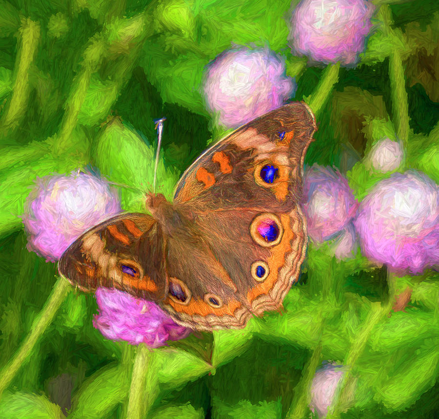 Painterly Common Buckeye Photograph by Ginger Stein