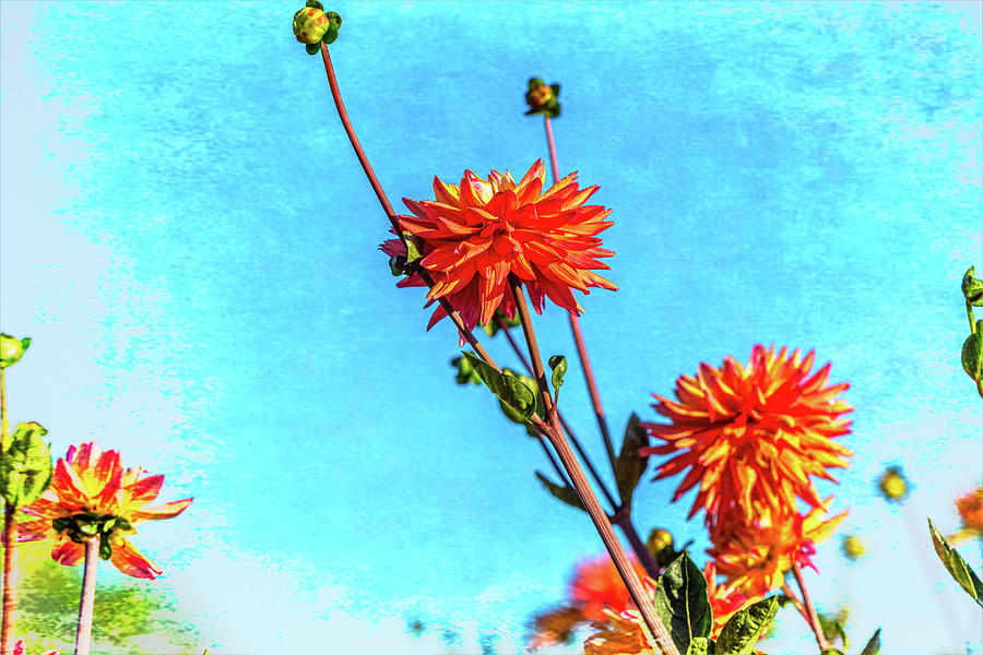 Painterly Dahlias Photograph by Douglas Wielfaert