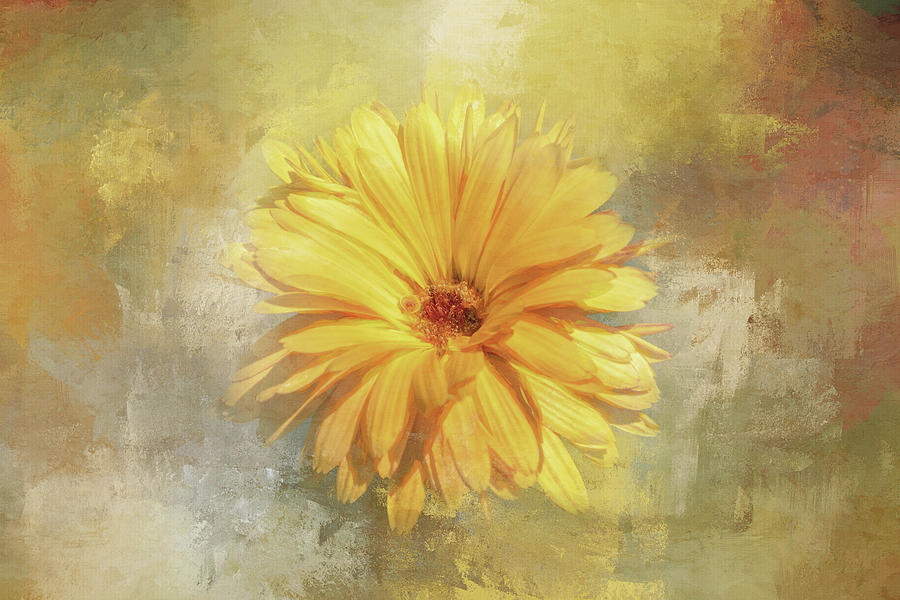 Painterly Daisy Digital Art by Terry Davis