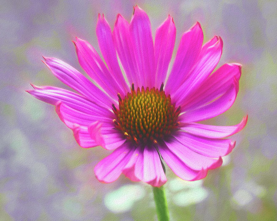 Painterly Echinacea Tennesseensis Photograph by Laura Vilandre