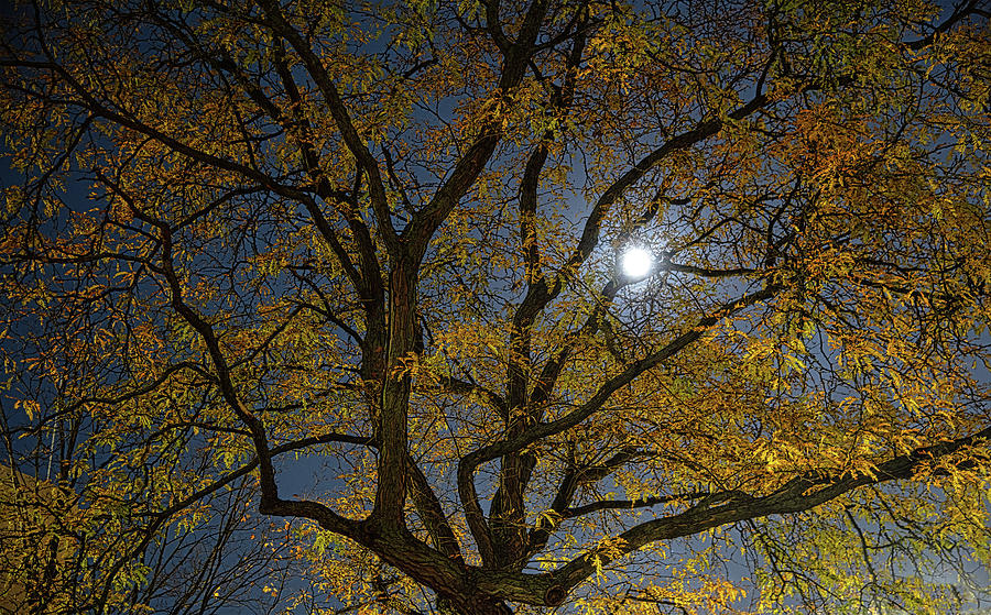 Painterly Elm Tree at Night  Photograph by Jim Signorelli