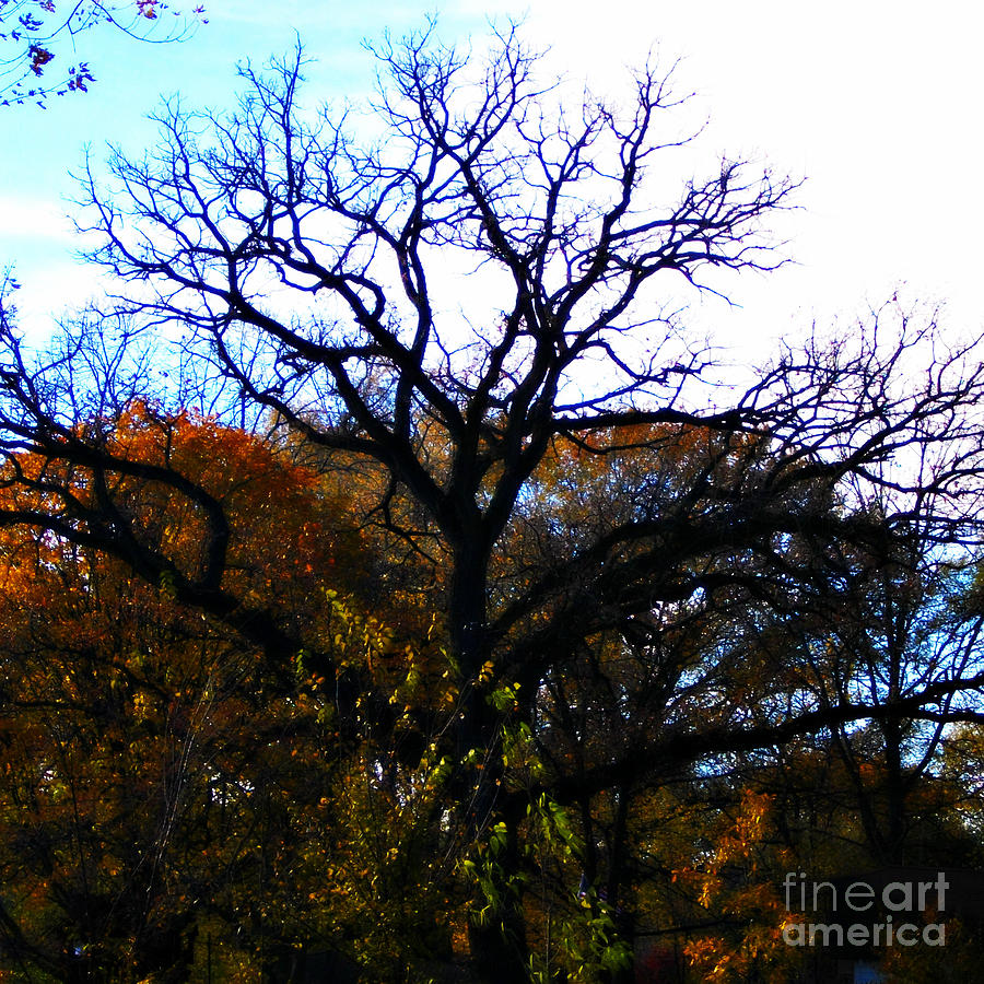 Painterly Fall Leaves and Tree Silhouette  Photograph by Frank J Casella