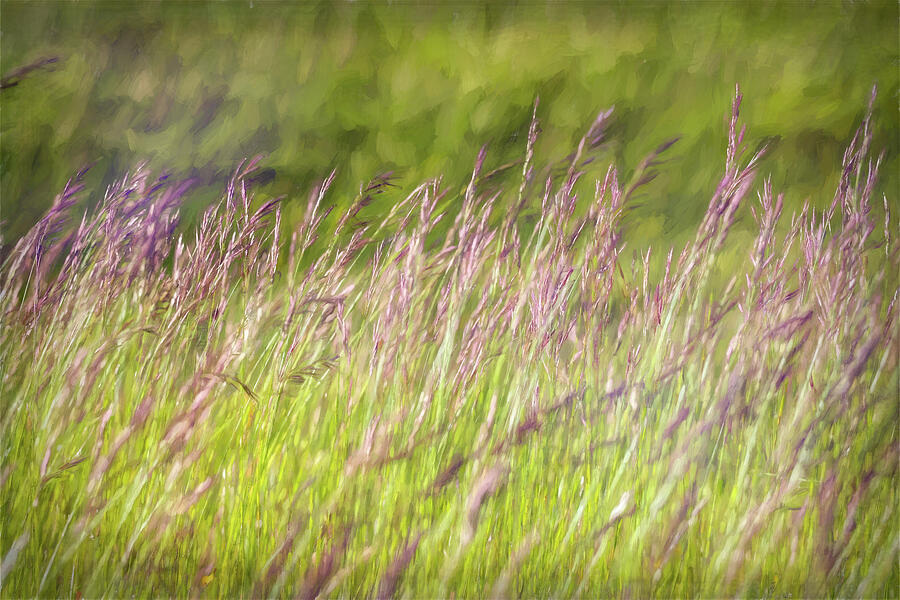Painterly Grass Abstract Digital Art by Tanya C Smith