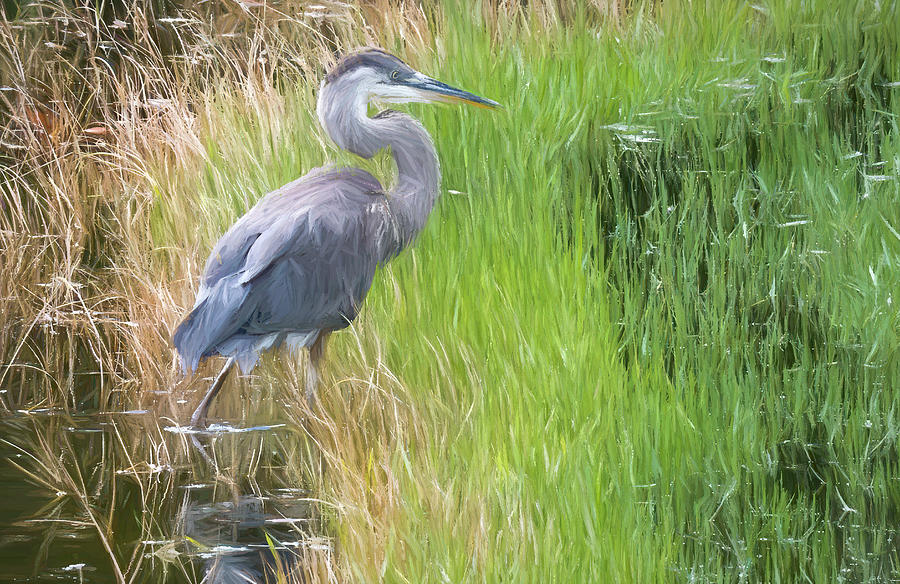 Painterly Great Blue Photograph by Ginger Stein