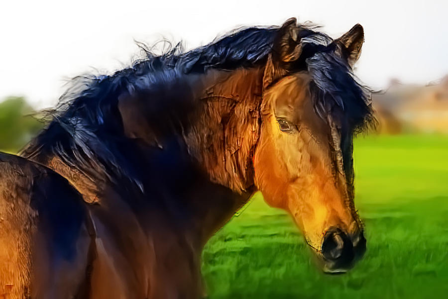 Painterly Horse  Photograph by Jim Signorelli